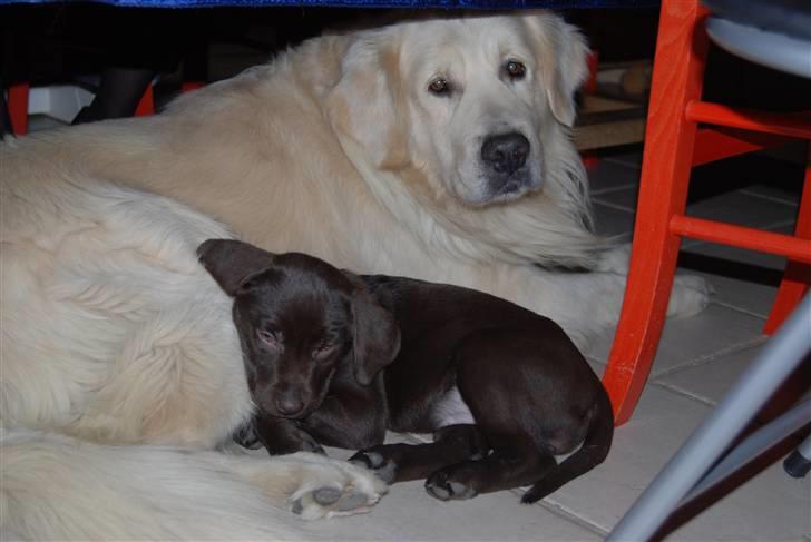 Labrador retriever Molly <33 - Nytårs aften, blev hun træt og puttede ved Simba (: billede 14