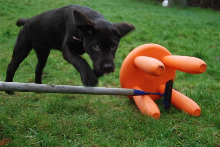 Labrador retriever Molly <33 - Lille spring i haven (: billede 15