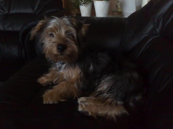 Australian silky terrier Buster billede 1