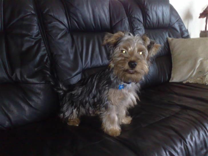 Australian silky terrier Buster billede 2