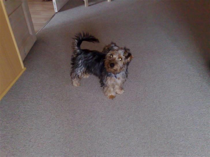 Australian silky terrier Buster billede 3