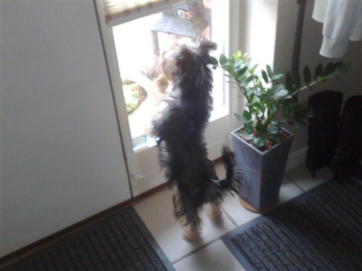 Australian silky terrier Buster - Er der nogen der ude?? hallo?? billede 4