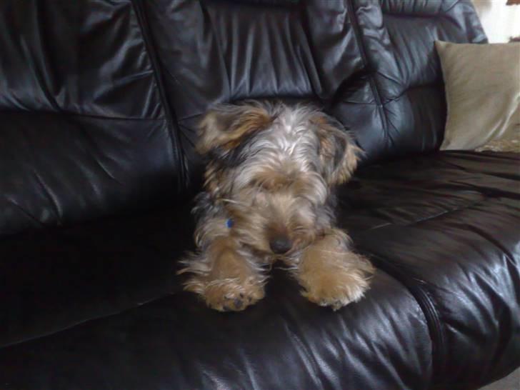 Australian silky terrier Buster billede 5