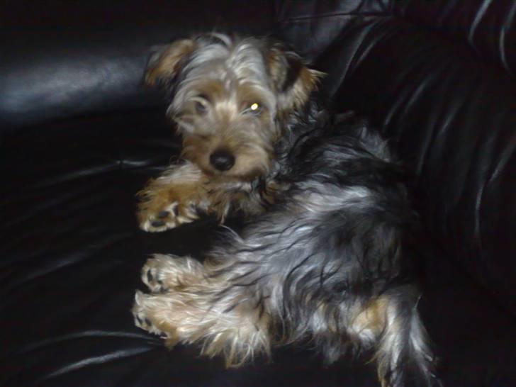 Australian silky terrier Buster billede 6