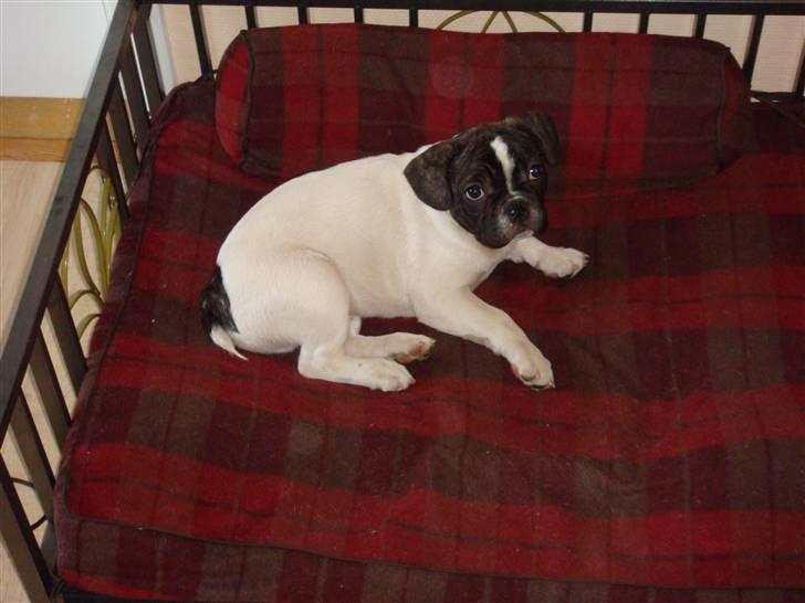 Fransk bulldog Carlos - 4½ måned billede 5