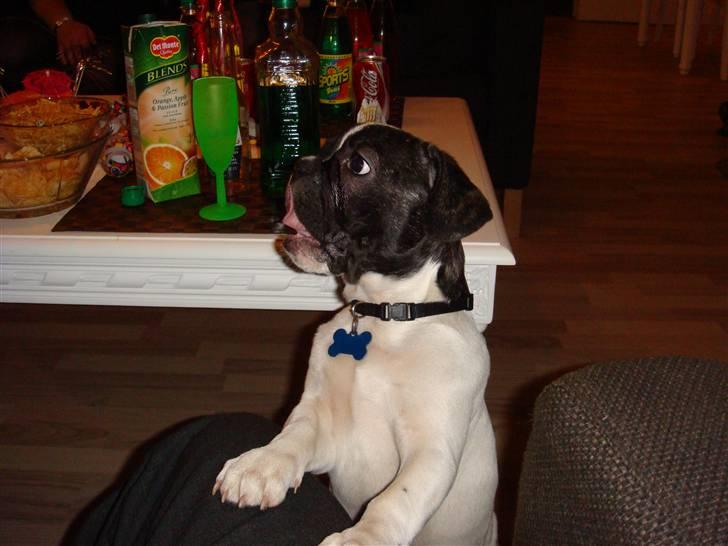 Fransk bulldog Carlos - her er sørme meget lækkert, 3½måned billede 6