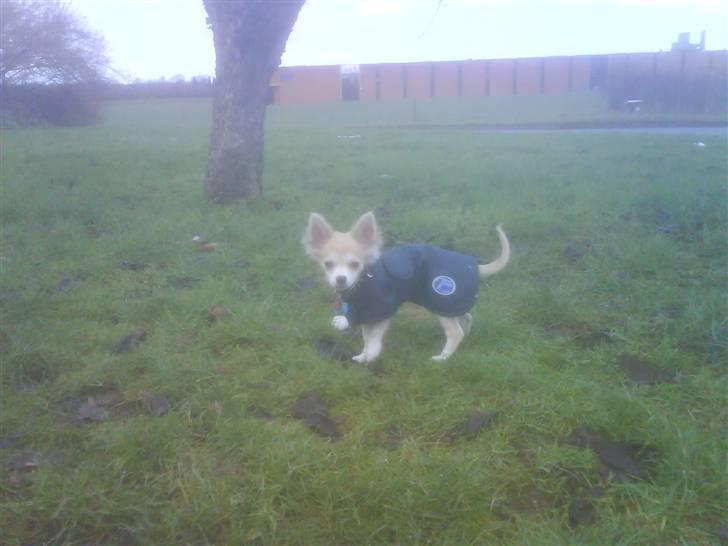 Chihuahua Dario - Ude i haven en tur :) billede 5