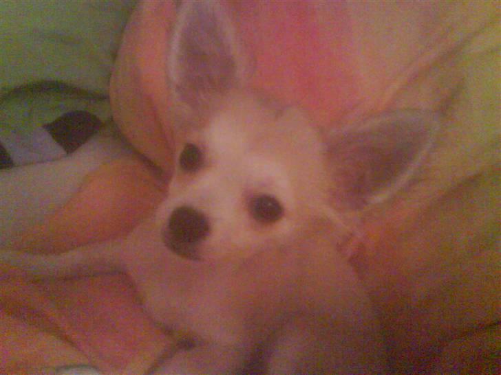 Chihuahua Dario - Lige  vågnet fra en lækker lur ;) billede 6