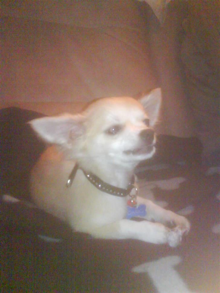 Chihuahua Dario - Bevis på at en lille chihuahua sagtens kan beskytte sit kødben ;) billede 7