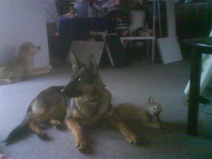 Chihuahua Dario - Sammen med min "søster" Zita ;) billede 8