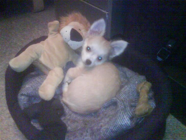 Chihuahua Dario - Dario som 9 uger gammel med sin løve, som han fik da han blev født :D billede 9