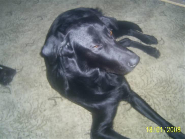 Blanding af racer Bailey - Uha lige vågnet og så den blitz :o( billede 19