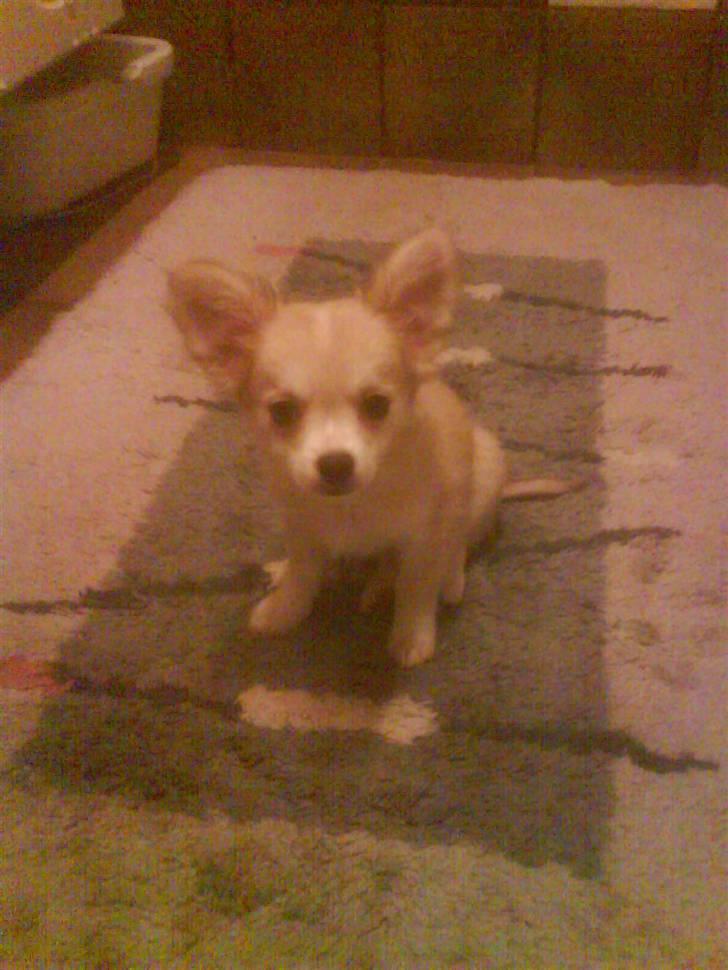 Chihuahua Dario - Et lille sit :) billede 10