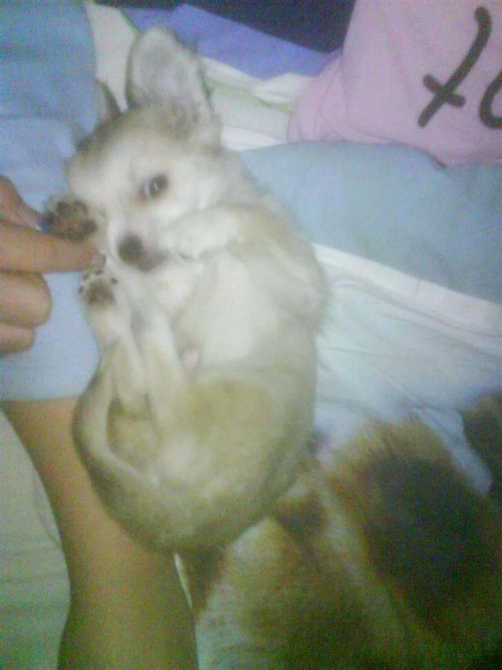 Chihuahua Dario - Dario li da vi havde hentet ham :D kær ikk ;) billede 11