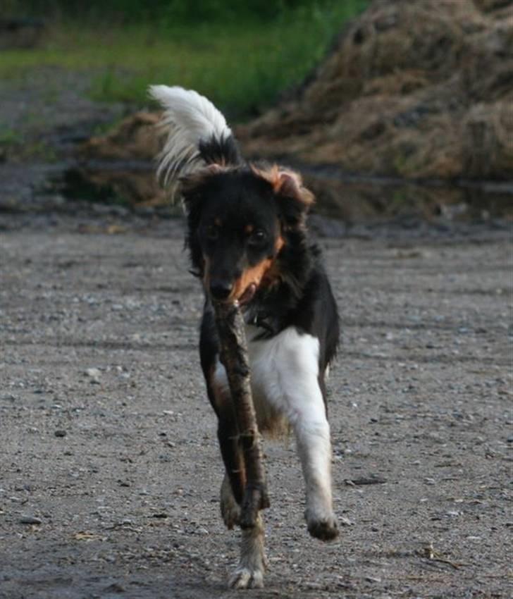 Blanding af racer Taico R.I.P. - Taico med ude hos hesten, dejlig beskidt :) billede 1