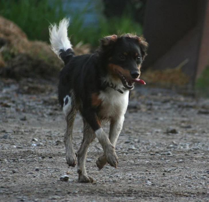 Blanding af racer Taico R.I.P. - Igen ude ved hesten, han nyder bare at løbe rundt og gå på opdagelse sammen med gårdens to hunde. billede 2