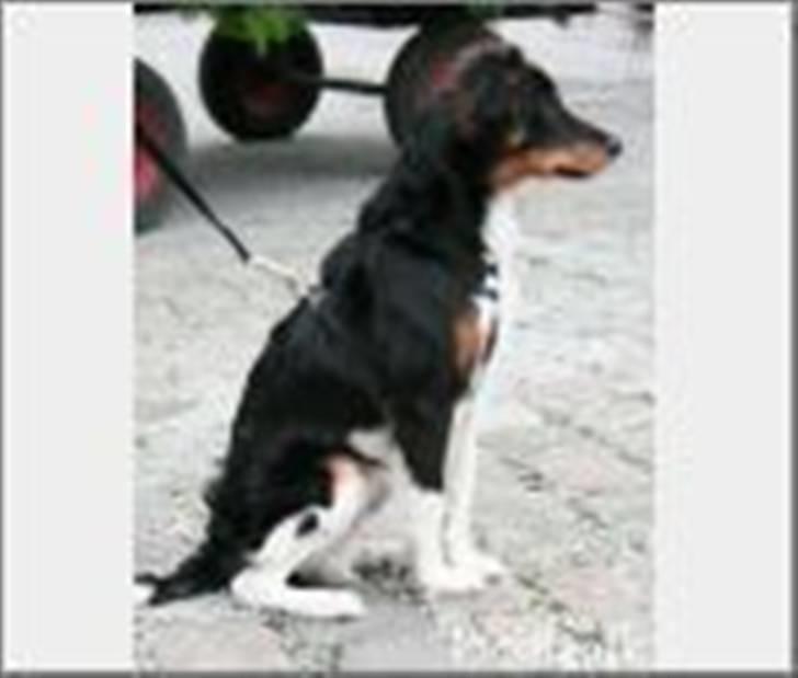 Blanding af racer Taico R.I.P. - Dette er et billede fra han var ca ½ år gammel.. Har sesværre ikke flere billeder på min comp. billede 3