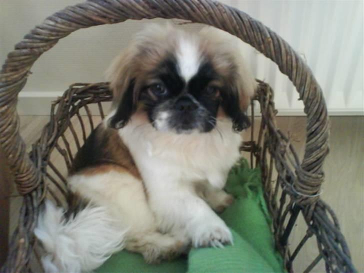 Pekingeser Dior billede 1