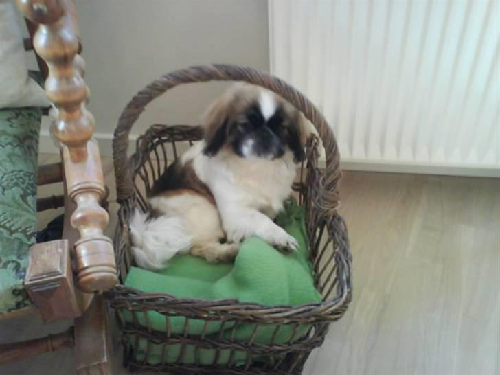 Pekingeser Dior billede 2