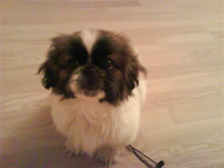 Pekingeser Dior billede 3