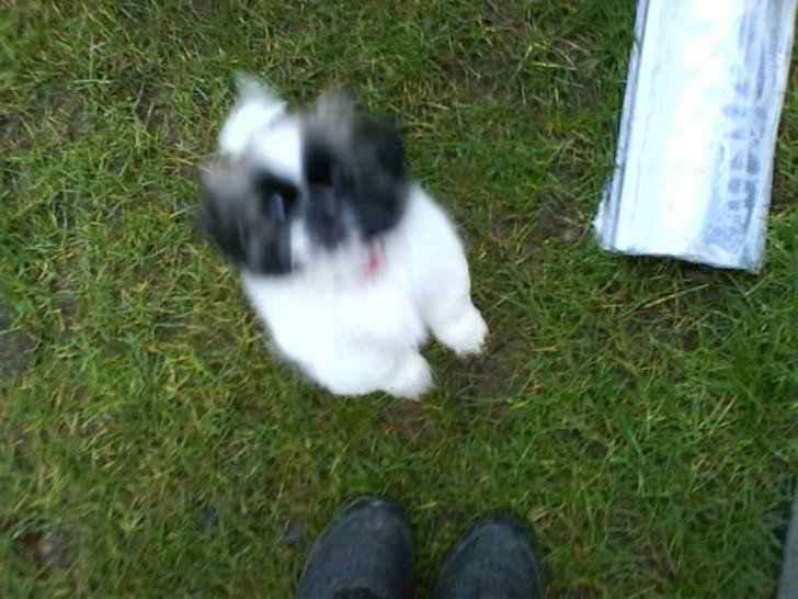 Pekingeser Dior billede 4