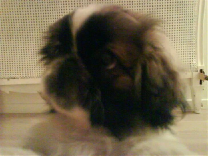Pekingeser Dior billede 5