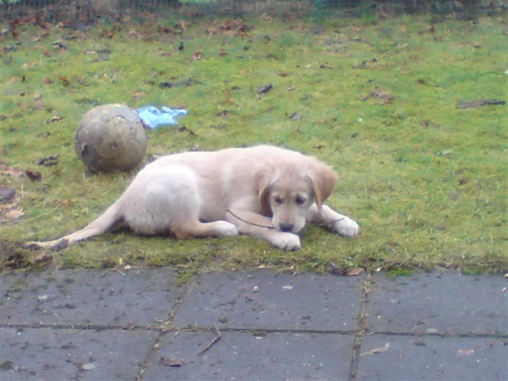 Golden retriever Nanna billede 7