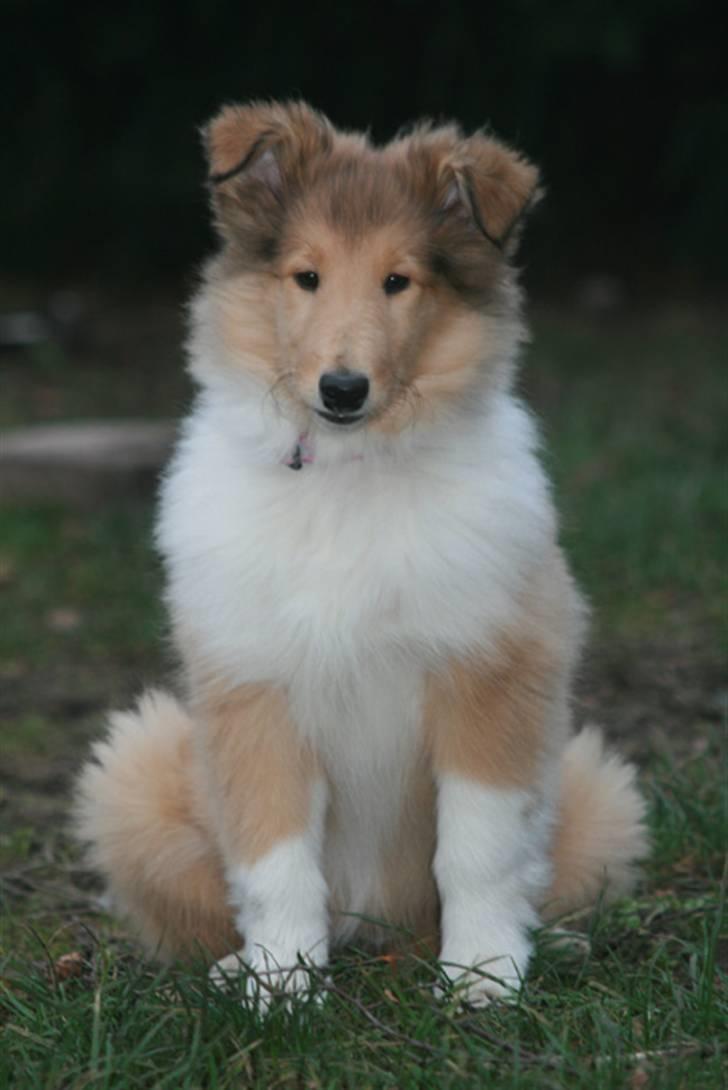 Collie langhåret Lapinette´s Prima Donna - Donna - 3 mdr billede 2