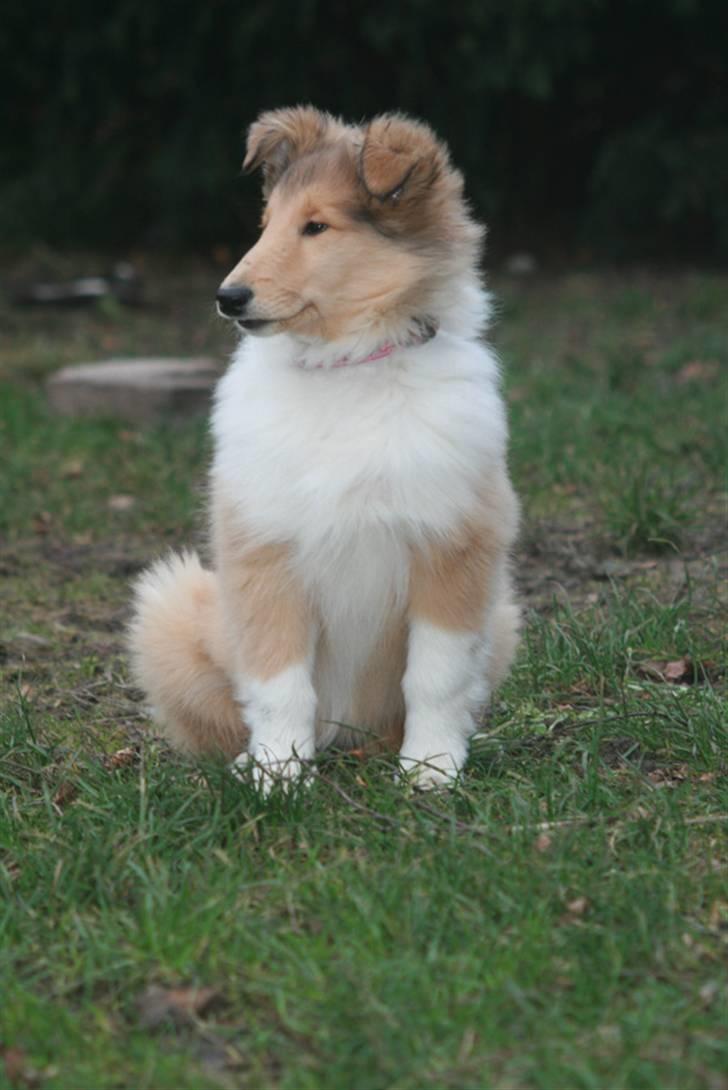 Collie langhåret Lapinette´s Prima Donna - Stadig 3. mdr. billede 3