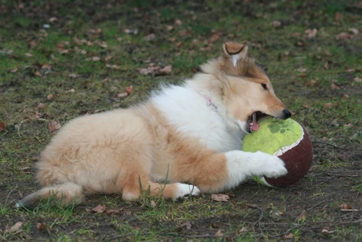 Collie langhåret Lapinette´s Prima Donna - hun apporterer alt hun kan finde - og gnaver gerne i det også :-) billede 4