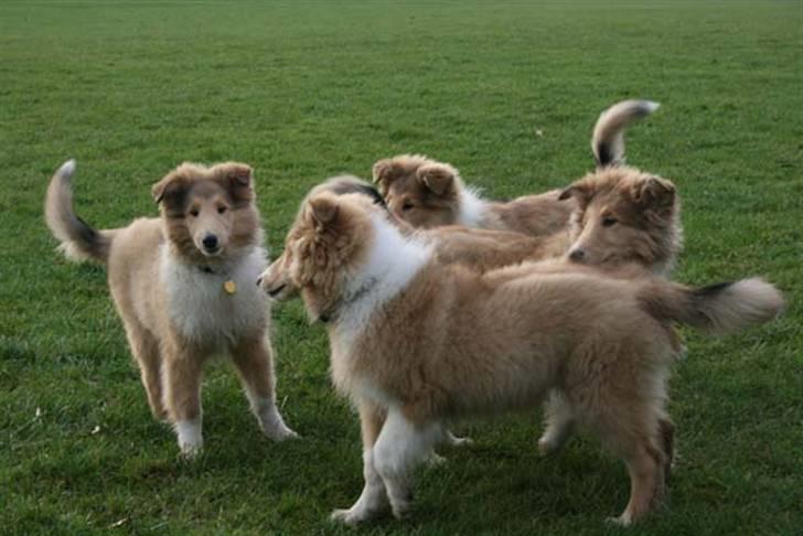 Collie langhåret Lapinette´s Prima Donna - Med nogle af hendes søskende til hvalpetræning billede 5