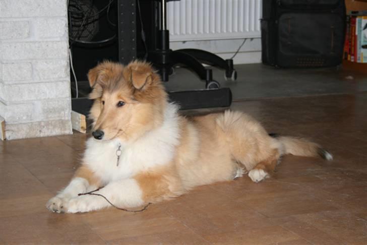 Collie langhåret Lapinette´s Prima Donna - en smuksak - efter kennelmors ( og mors ) helt objektive mening :-) billede 6