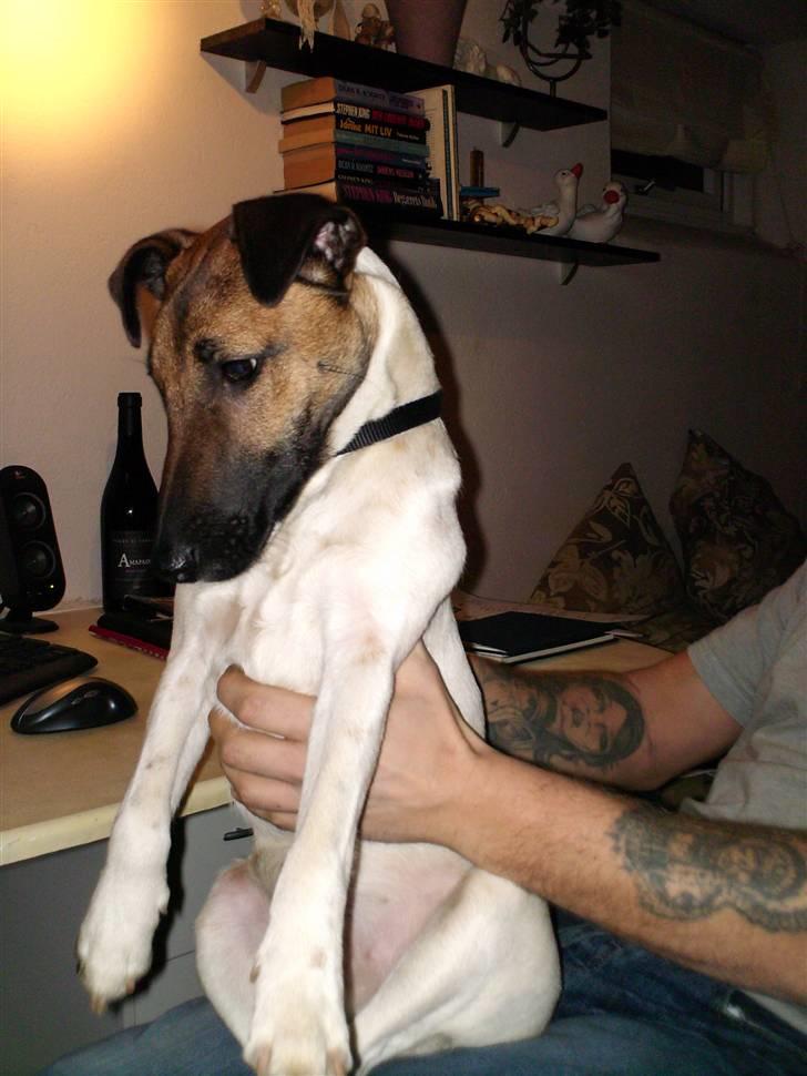 Glathåret foxterrier Eddie - Aii, jeg bliver helt genert   billede 1