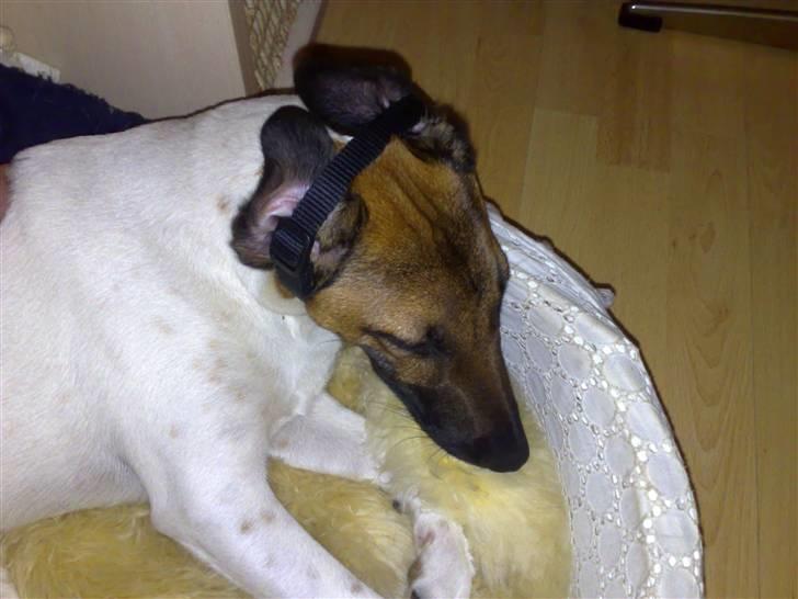 Glathåret foxterrier Eddie - Ikke lytte når de Voksne snakker !!! billede 2