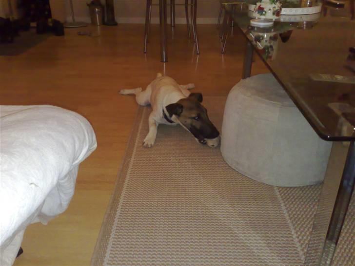 Glathåret foxterrier Eddie - Ahhh, min bold  billede 3