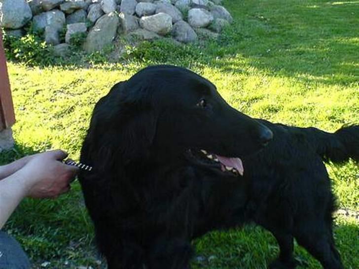 Flat coated retriever Samson billede 4
