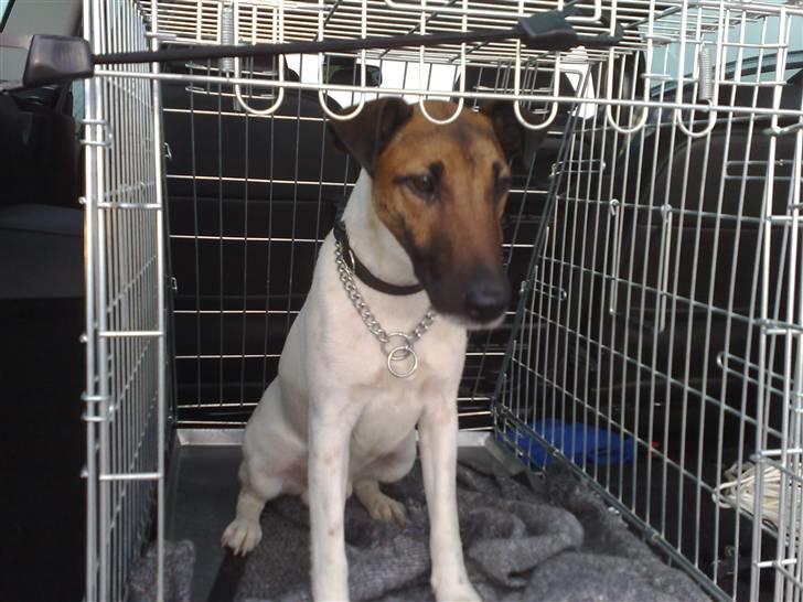 Glathåret foxterrier Eddie - Hvaaaa, jeg er klar ... Skal vi afsted eller hvad ?? billede 4