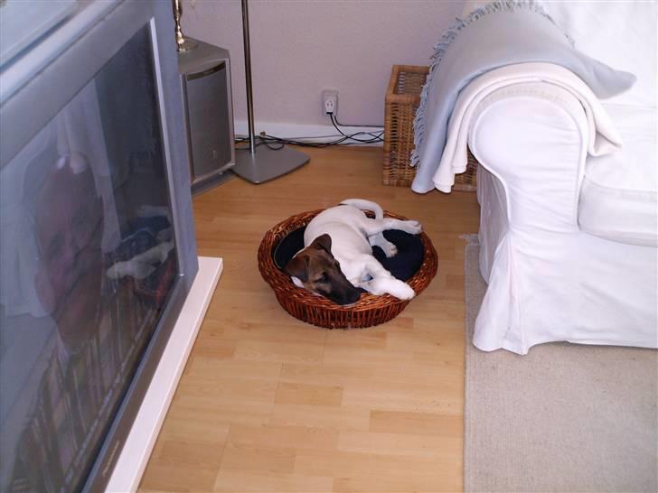 Glathåret foxterrier Eddie - Hmm, Så får man bare en lille frugt kurv til at lægge i..  Hmmm ny familie søges :-) billede 5