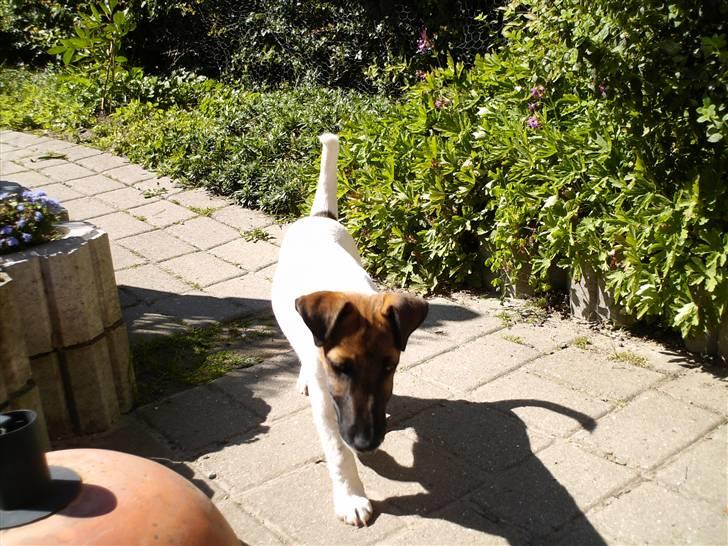 Glathåret foxterrier Eddie - Nogle der har set mit Pive dyr ??? billede 6