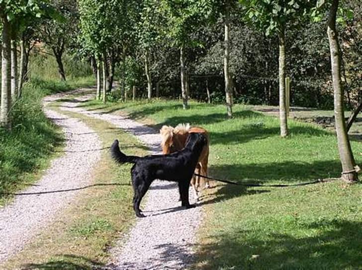 Flat coated retriever Samson billede 8