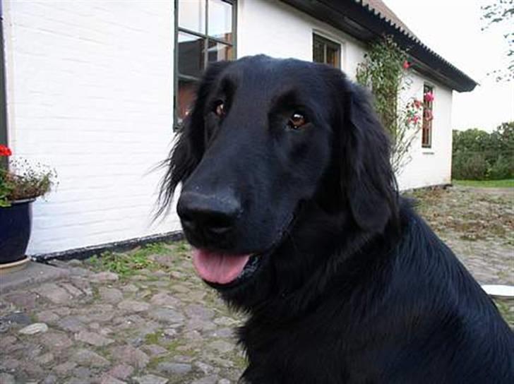 Flat coated retriever Samson billede 9