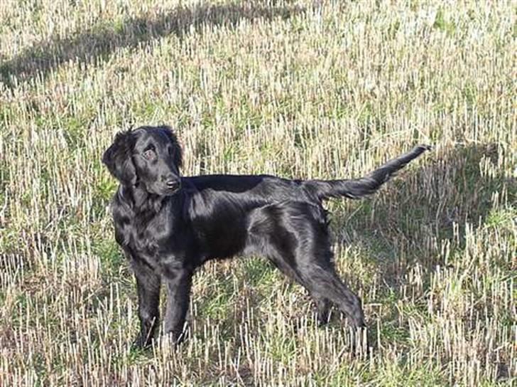 Flat coated retriever Samson billede 11