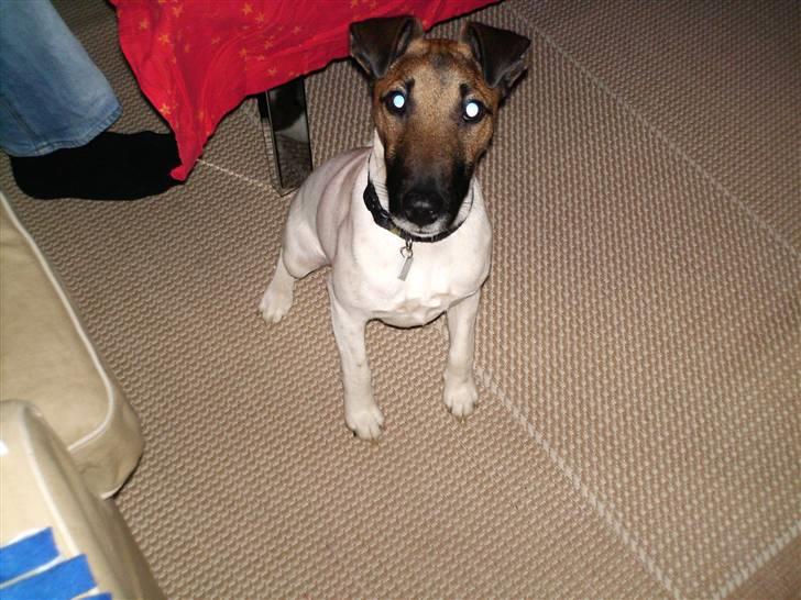 Glathåret foxterrier Eddie - Åh juleaften, mon der falder gaver af til mig ?? billede 8