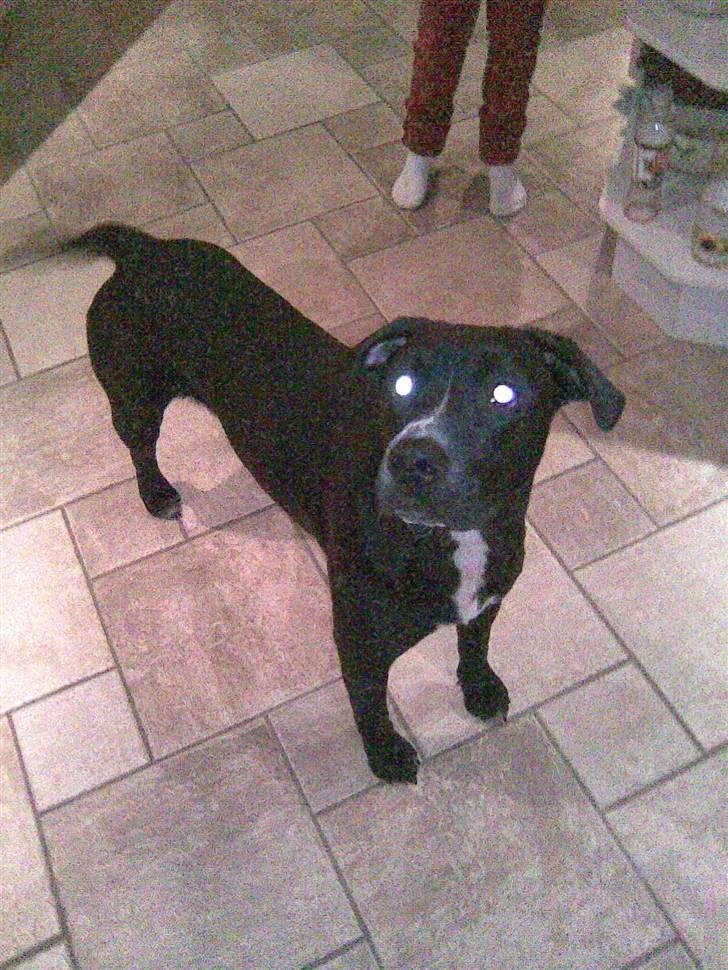 Amerikansk staffordshire terrier Bindi  billede 6