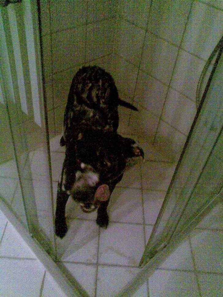 Amerikansk staffordshire terrier Bindi  - Skulle lige i bad:´D billede 7