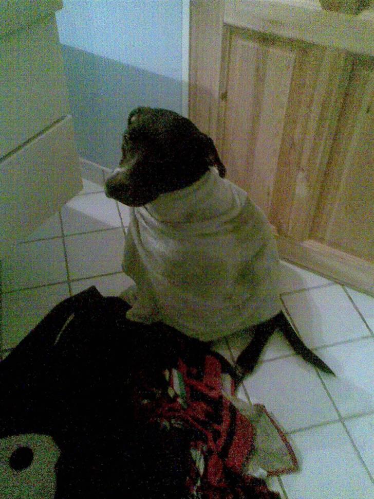 Amerikansk staffordshire terrier Bindi  billede 8