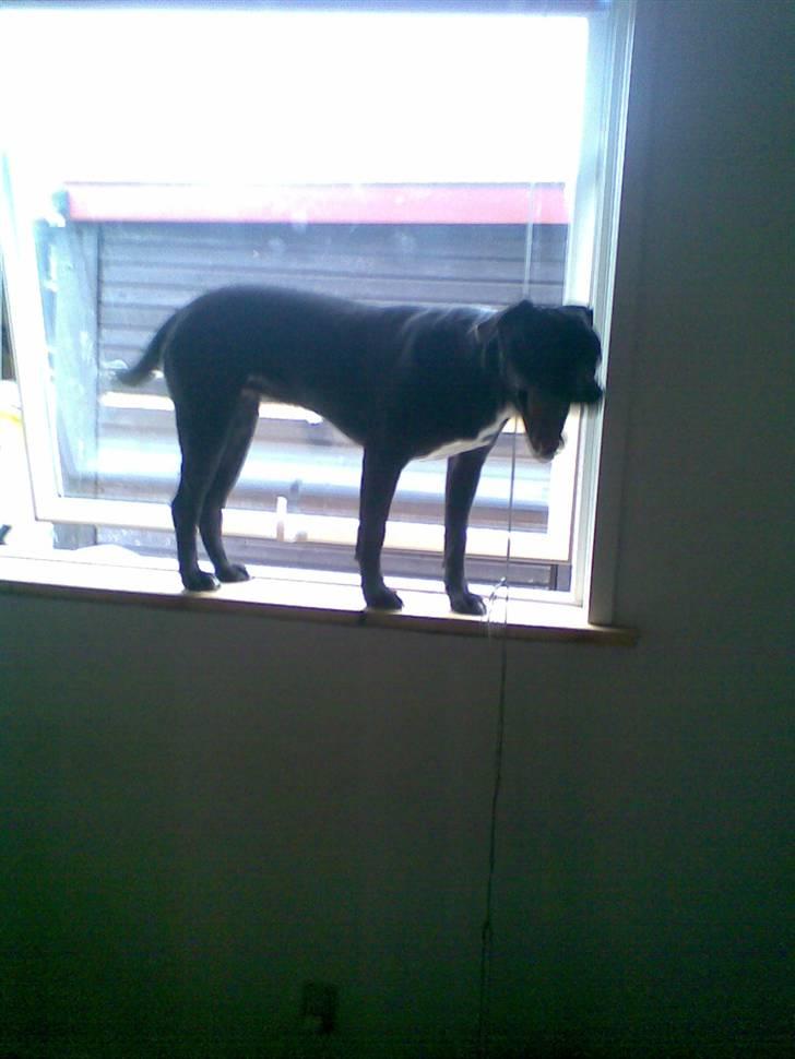 Amerikansk staffordshire terrier Bindi  billede 9