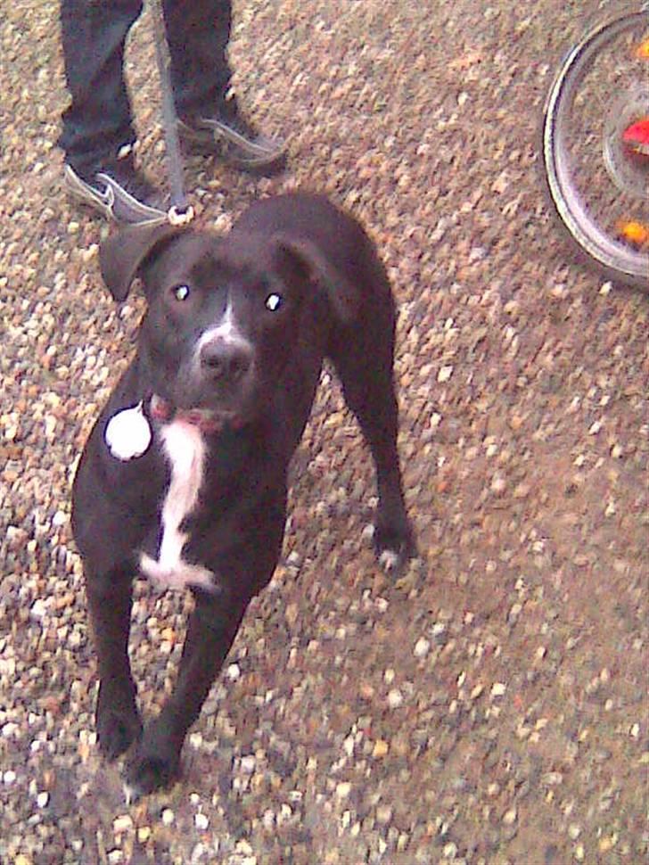 Amerikansk staffordshire terrier Bindi  billede 10