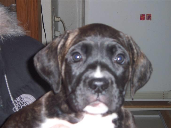 Blanding af racer My billede 2