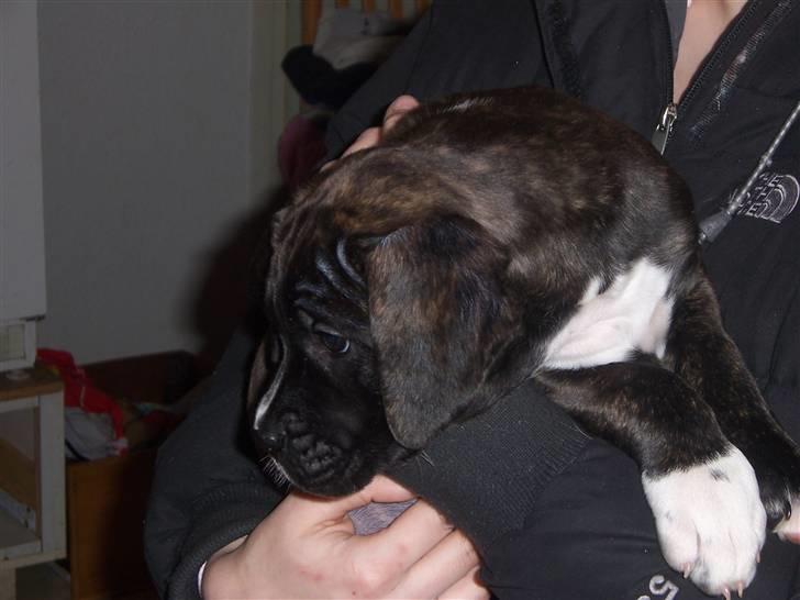 Blanding af racer My billede 3